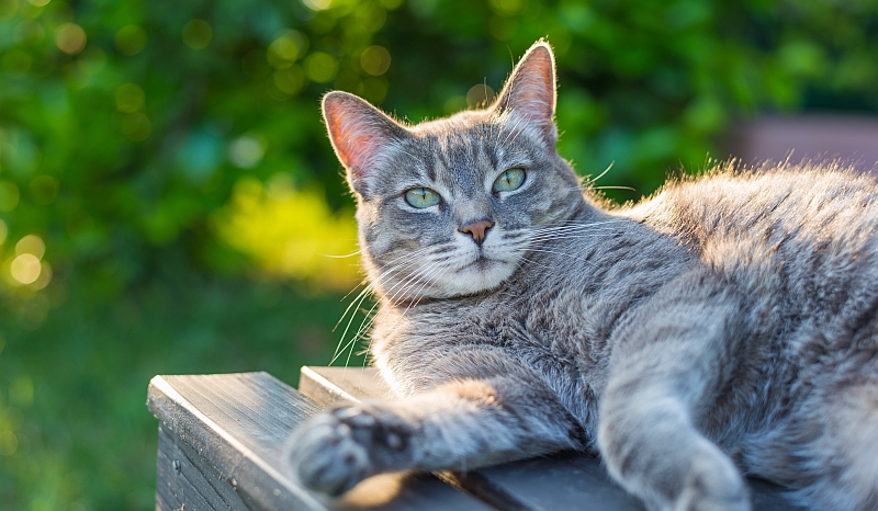 cat lying on bench outside