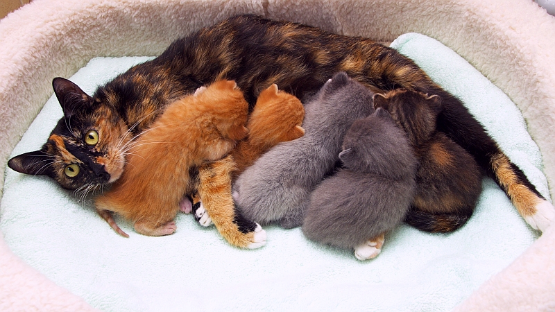 cat with kittens nursing