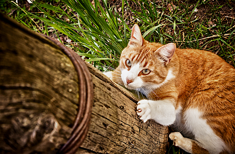 cat climbing up a wooden pole