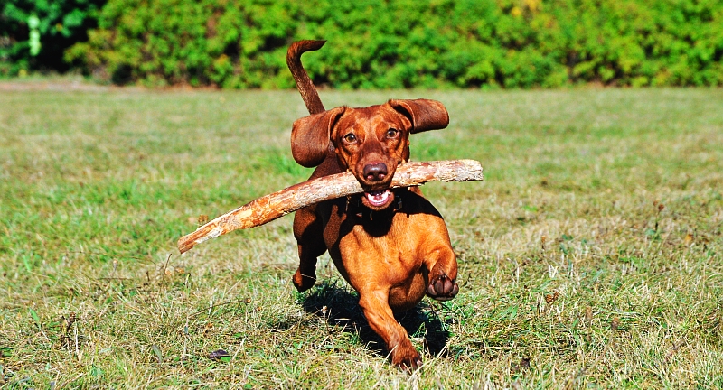 dog running with a stick in its mouth