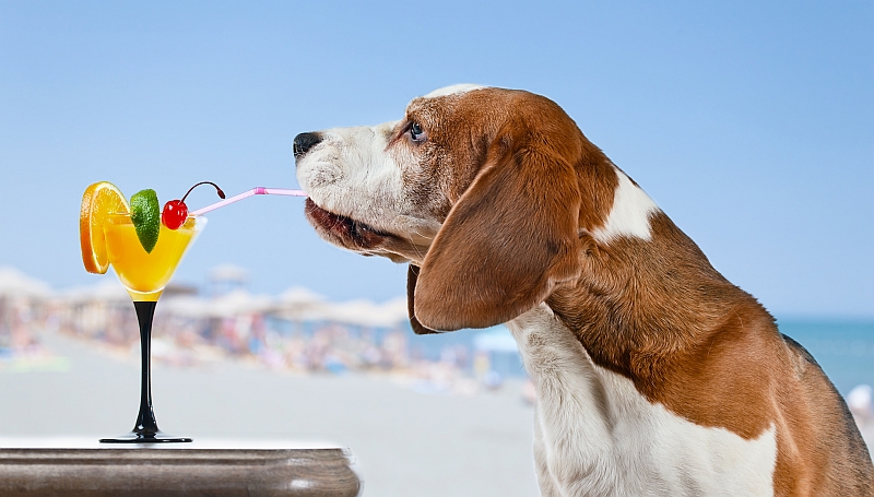 dog driniking cocktail