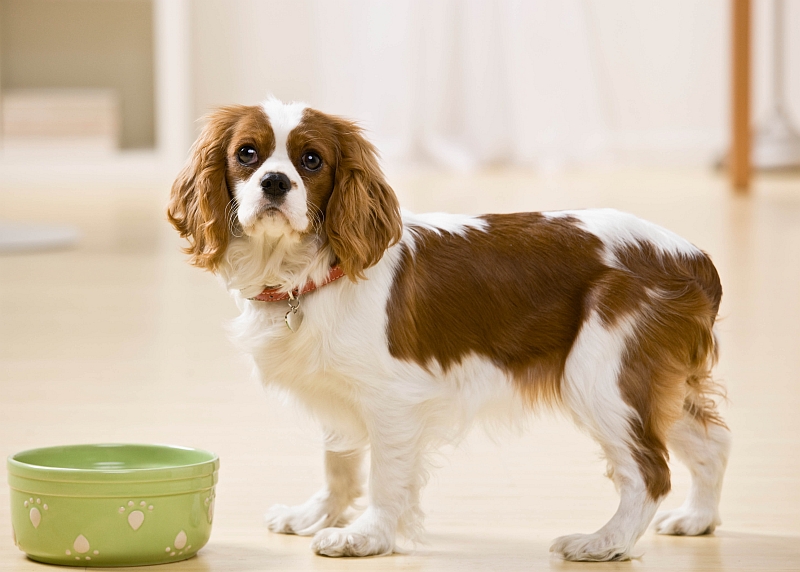 dog waiting for food