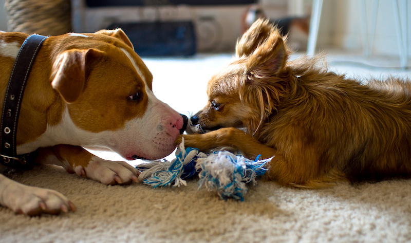 two dogs playing tug of war