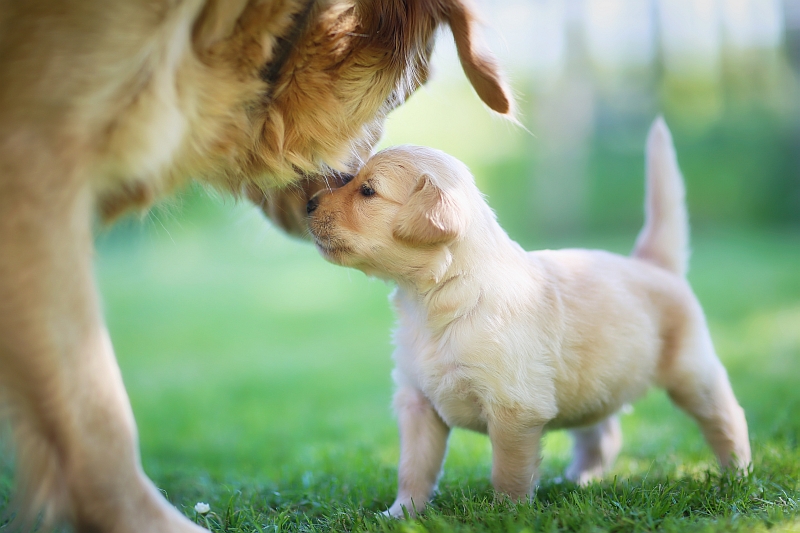 Golden Retriever with puppy