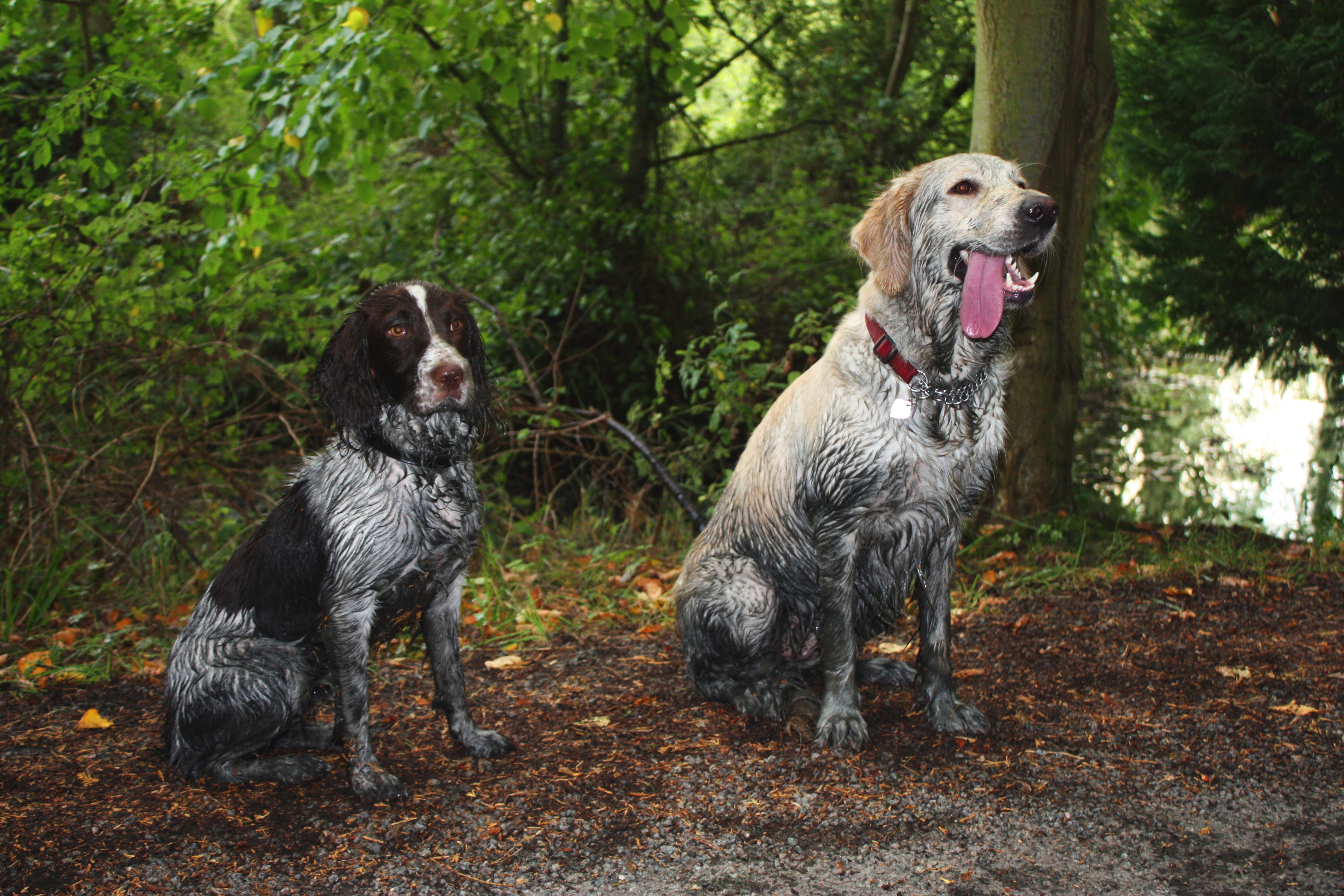 muddy dogs