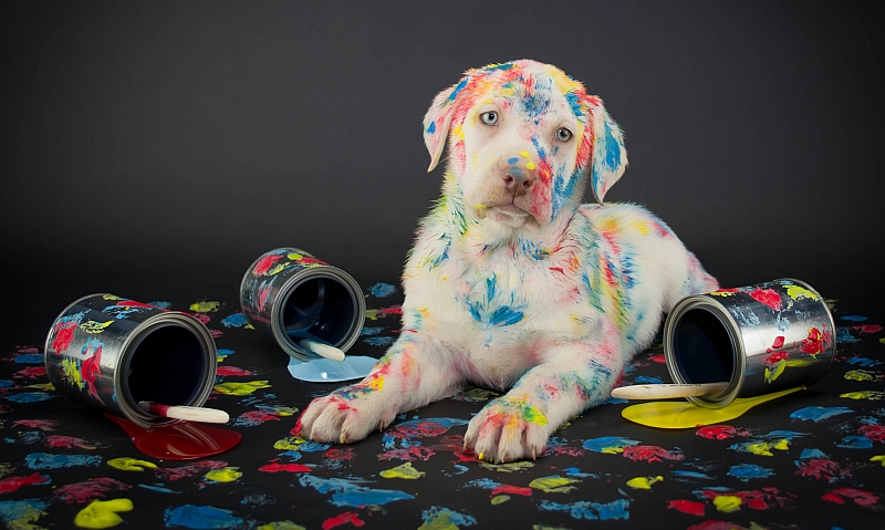 dog with paint on its coat