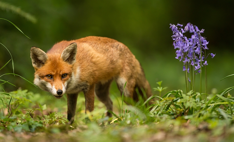 Red Fox