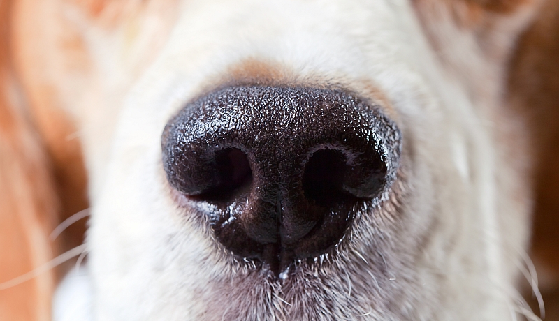 close-up of a beagle's nose