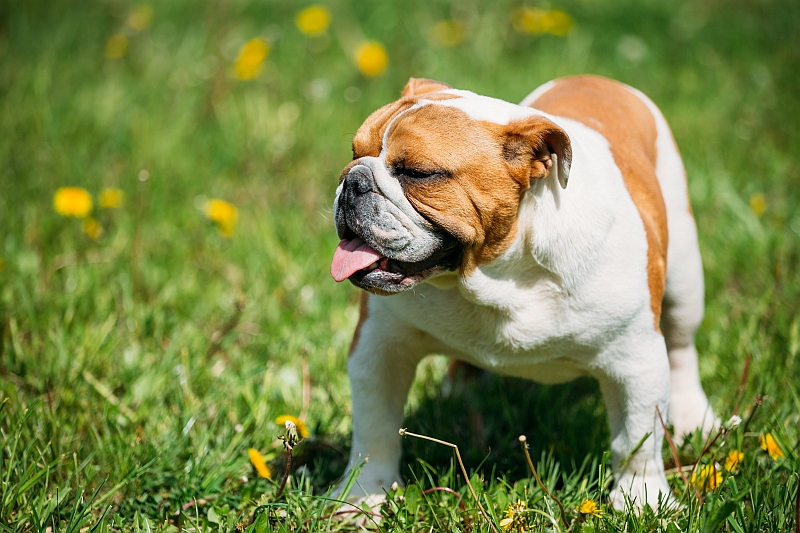 English bulldog in field of grass