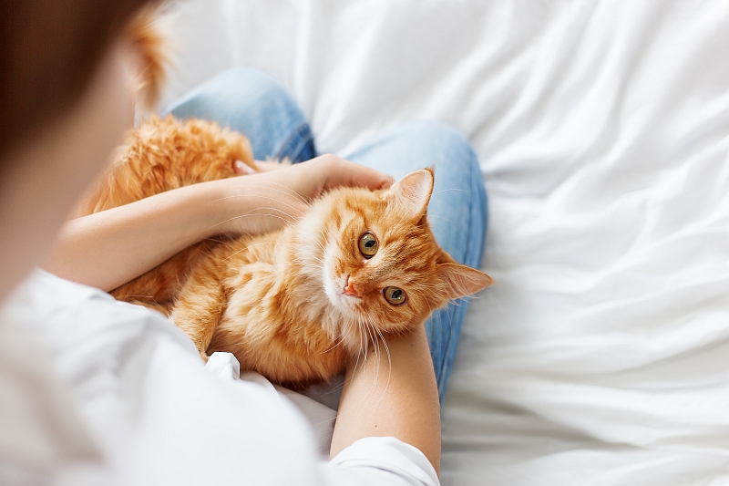 How to Give Your Cat a Physical Exam at Home