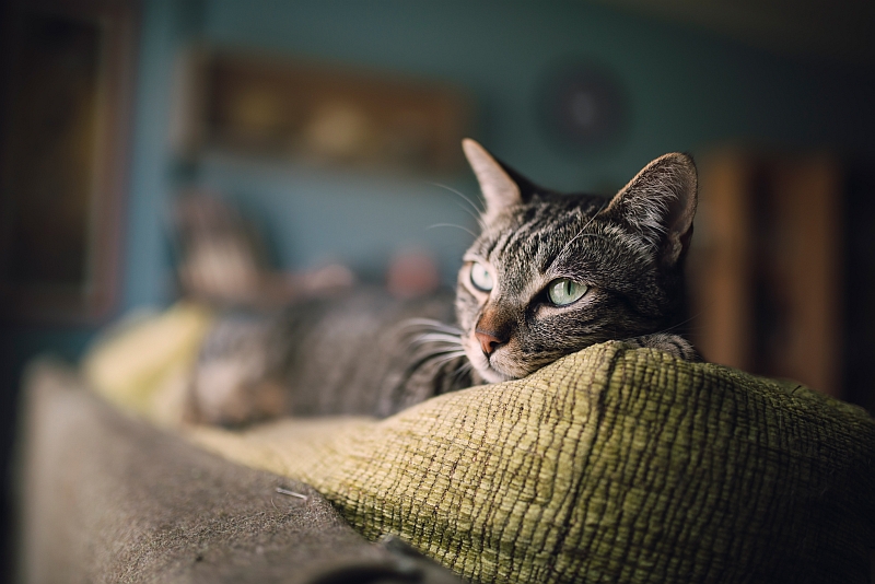 cat lying down on couch cushion