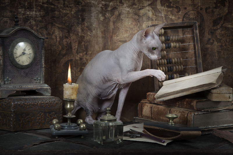 Vintage styled photo of Don Sphinx cat reading the book