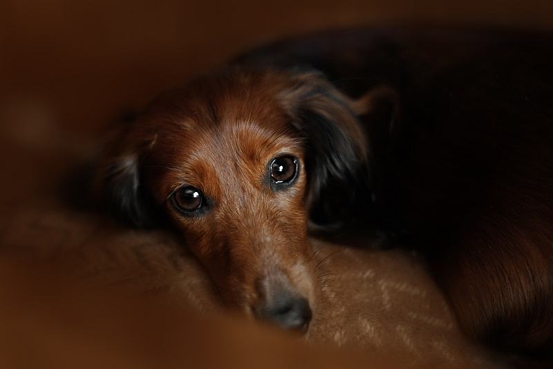 dachshund lyiing down, looking at camera