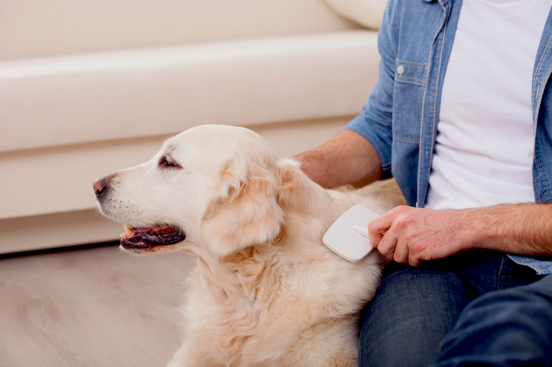 Close up of hands of man combing hair of dog at home