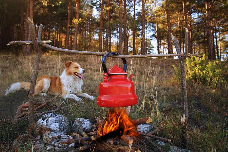 dog lying by campfire