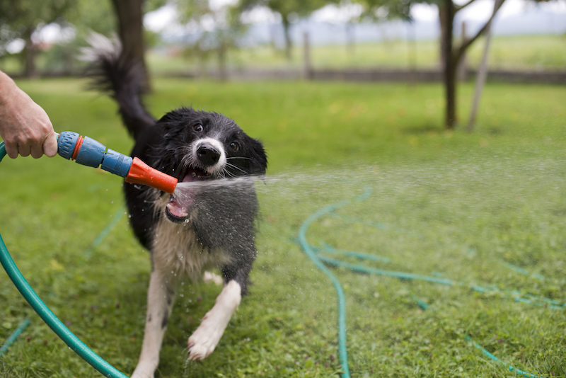 A dog playing with water from a garden hose