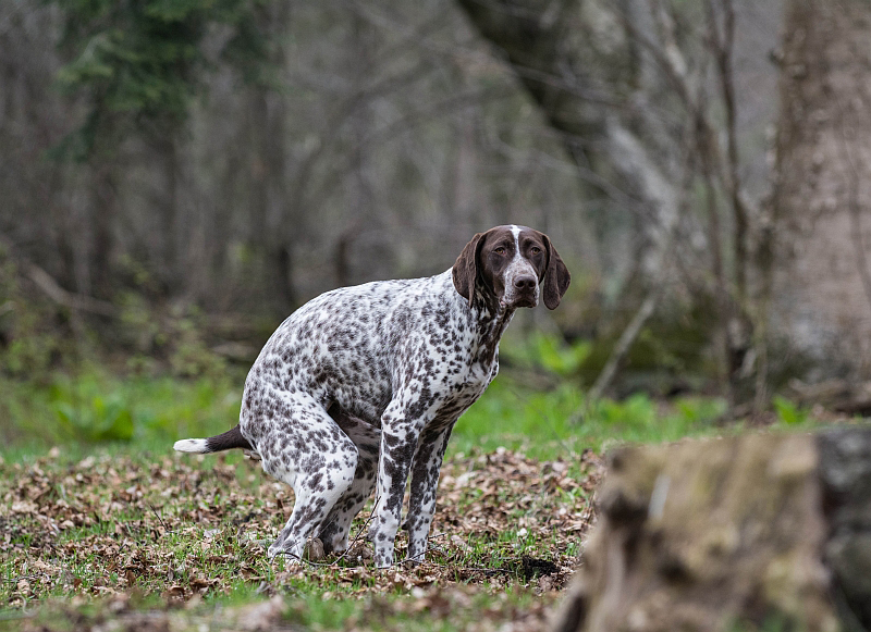 dog pooping in woods