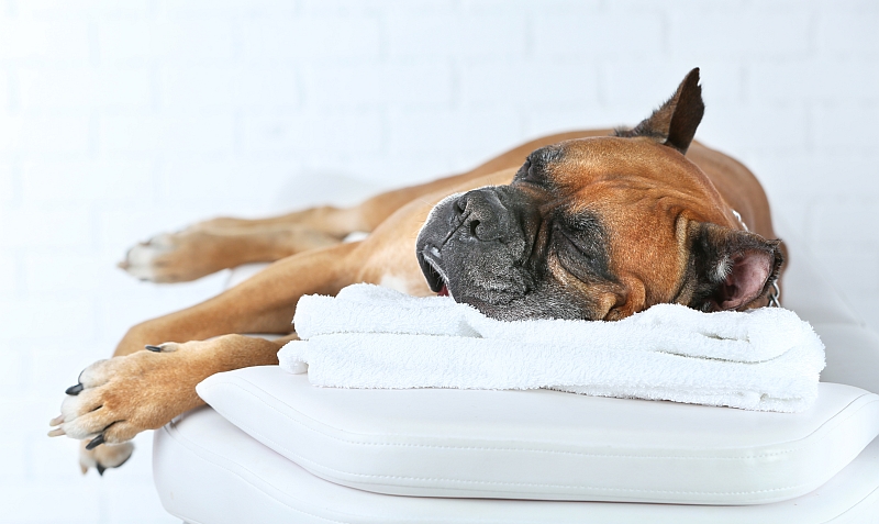 dog relaxing on massage table