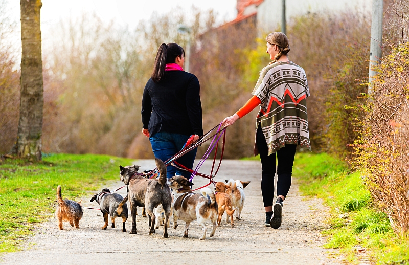 dog sitter walking dogs