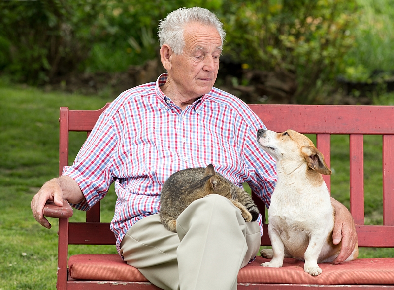 elderly man sitting on park bench with dog and cat