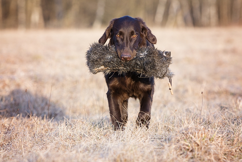 Retrievers In Action