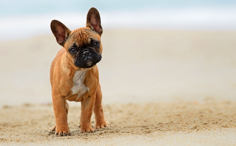 french bulldog puppy at the beach