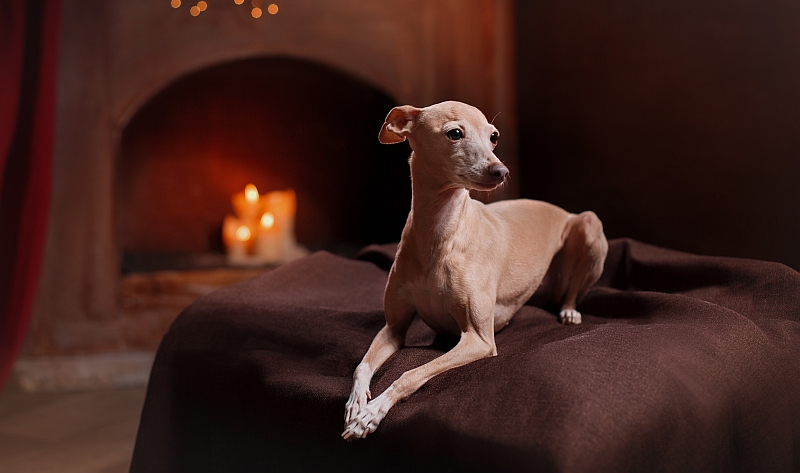 italian greyhound resting on couch