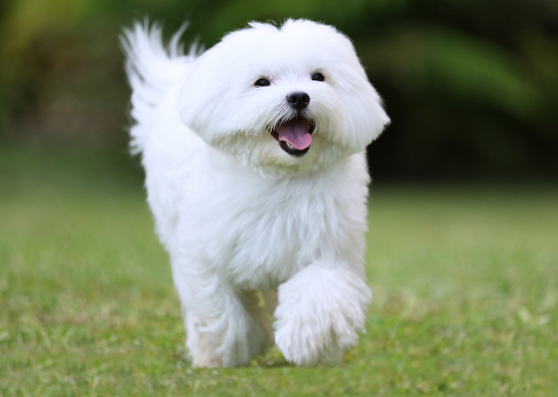 A white maltese dog running on green grass background