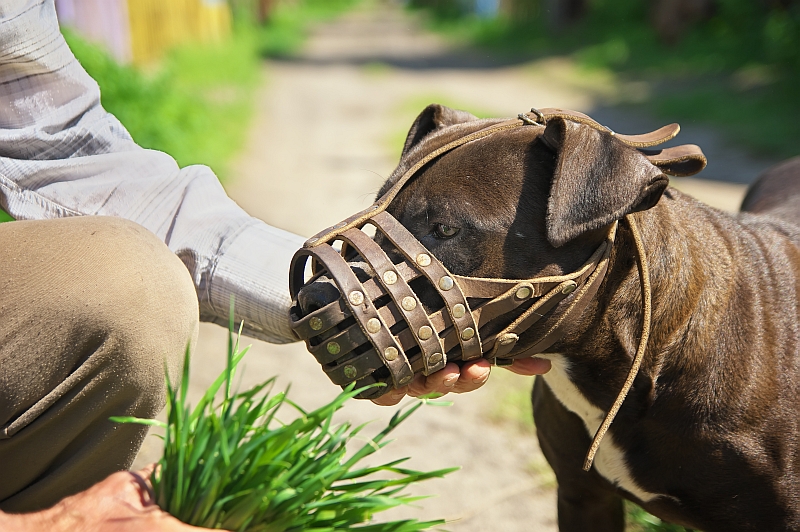 Dog Muzzles: Varieties, Uses, & Complications