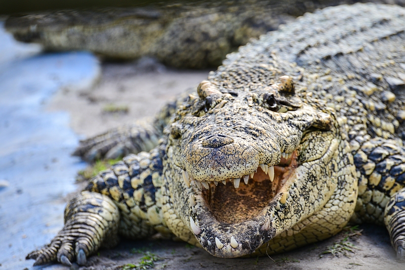 Nile crocodile