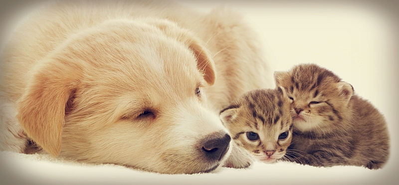 puppy and kittens sleeping