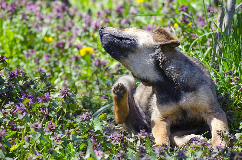 puppy sitting in a field of flowrs and scratching