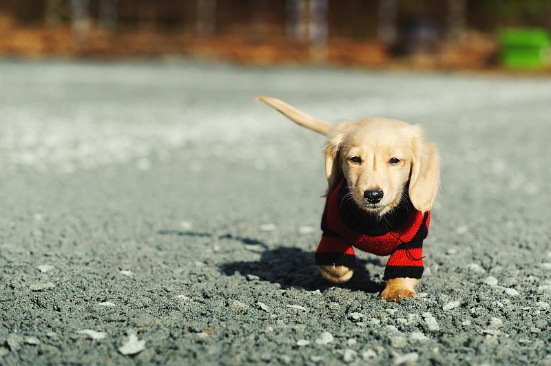 puppy wearing a red sweater walking on gravle