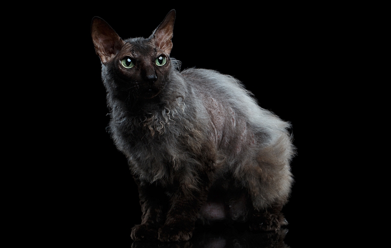 The Werewolf Cat