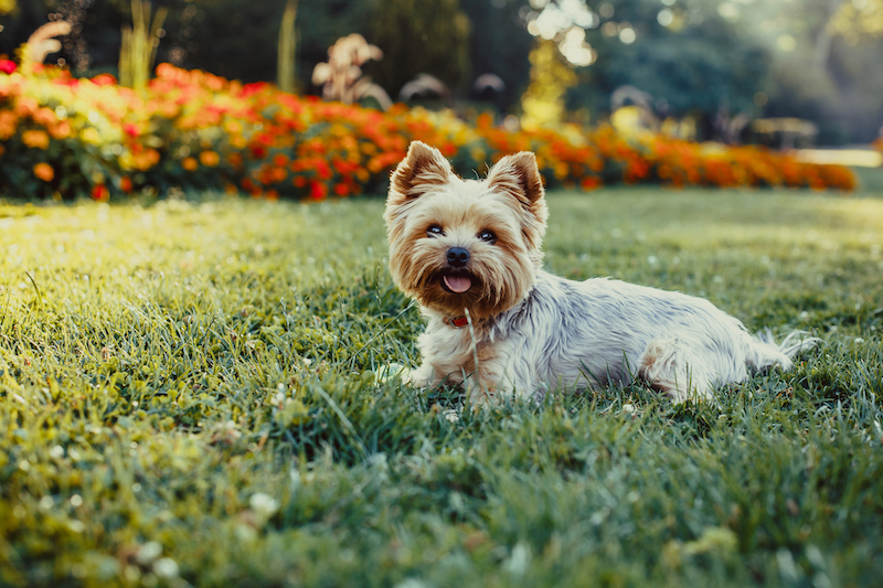 Yorkshire Terrier Dog on the green grass