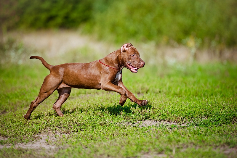 American Pit Bull Terrier puppy running in grass field