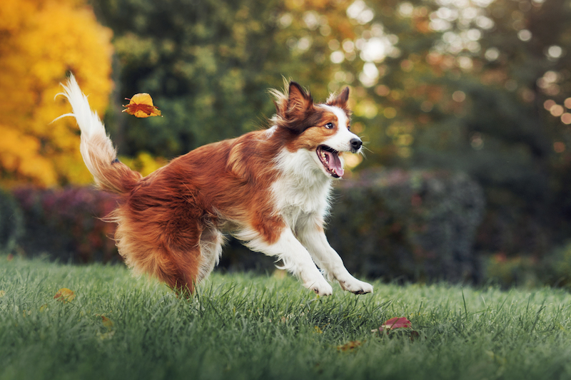 young red border collie dog playing with leaves in autumn