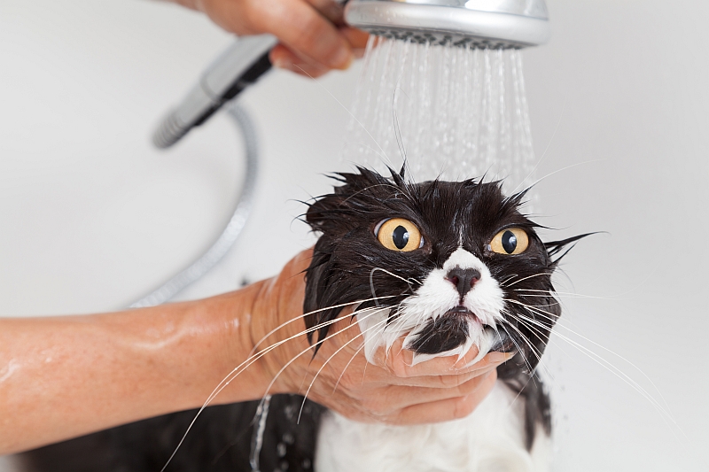 cat being given a bath