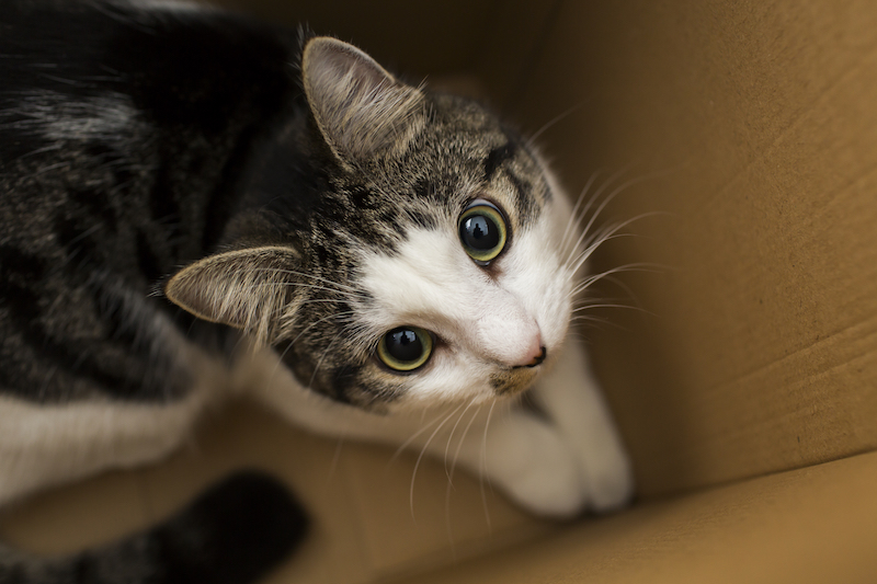 domestic cat sitting in the cardboard box