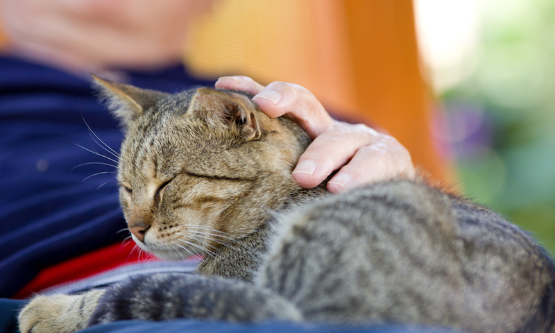 cat enjoying cuddling in old man's lap