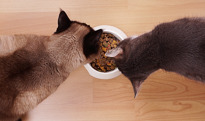 bird's eye view of two cats eating from food bowl