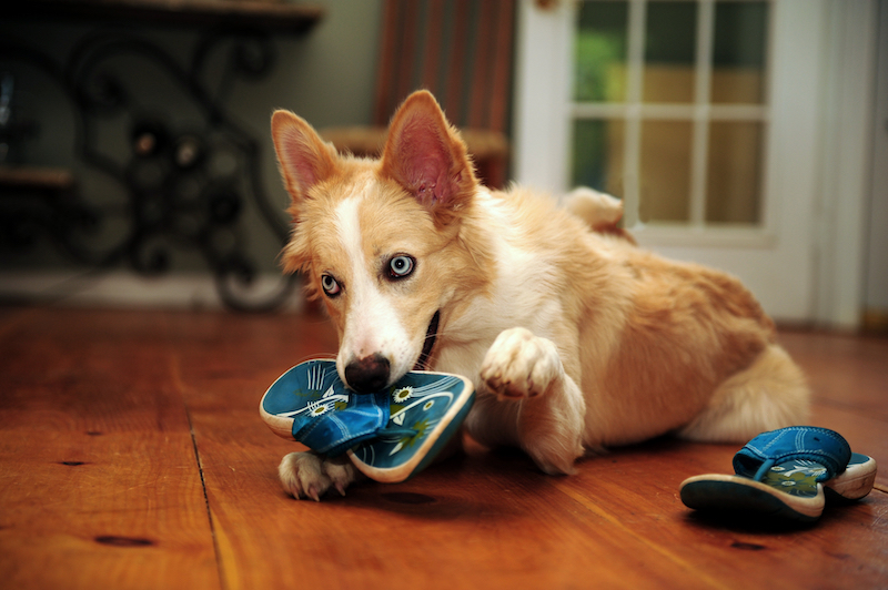 Border Collie chewing on shoes