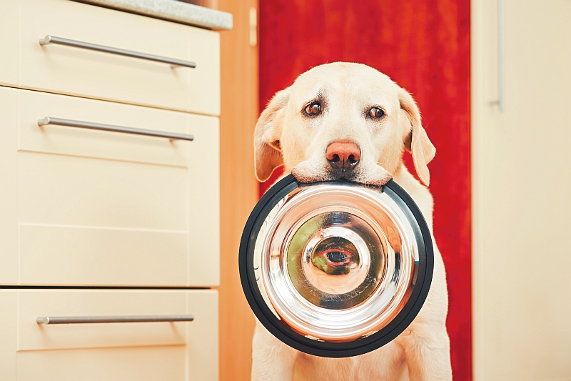 dog with food bowl in mouth waiting for food