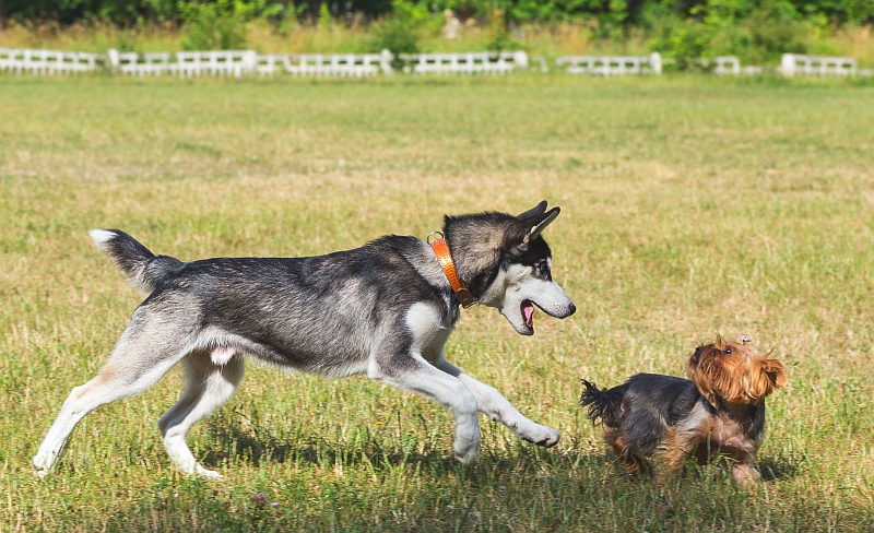 alaskan husky chasing yorkshire terrier