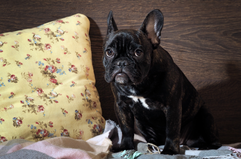 embarrassed french bulldog sitting on bed