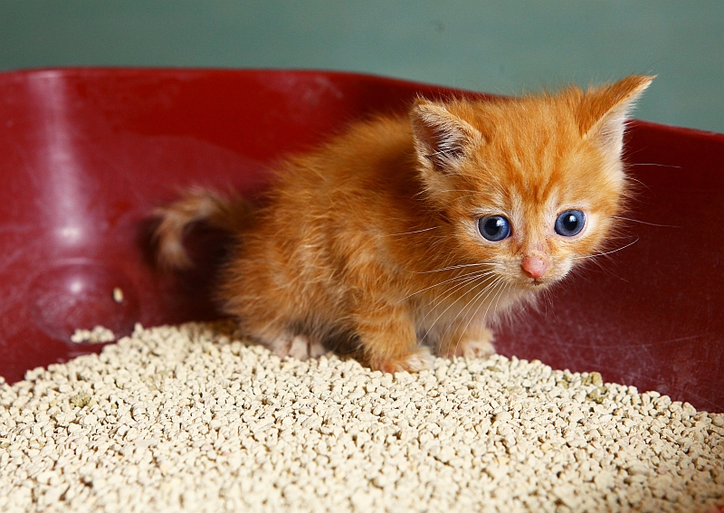 kitten sitting in litter box