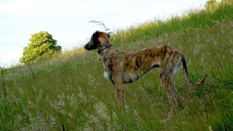 lurcher dog on grassy hill