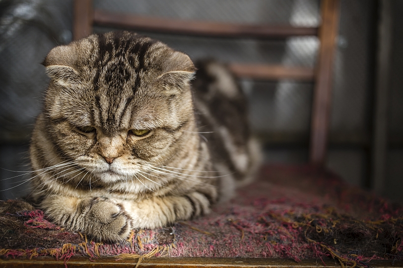 old scottish fold cat