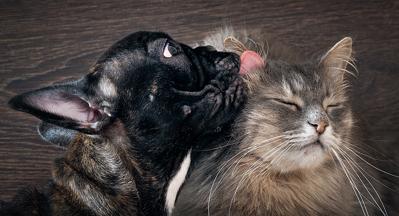 french bulldog puppy licking cat's ear