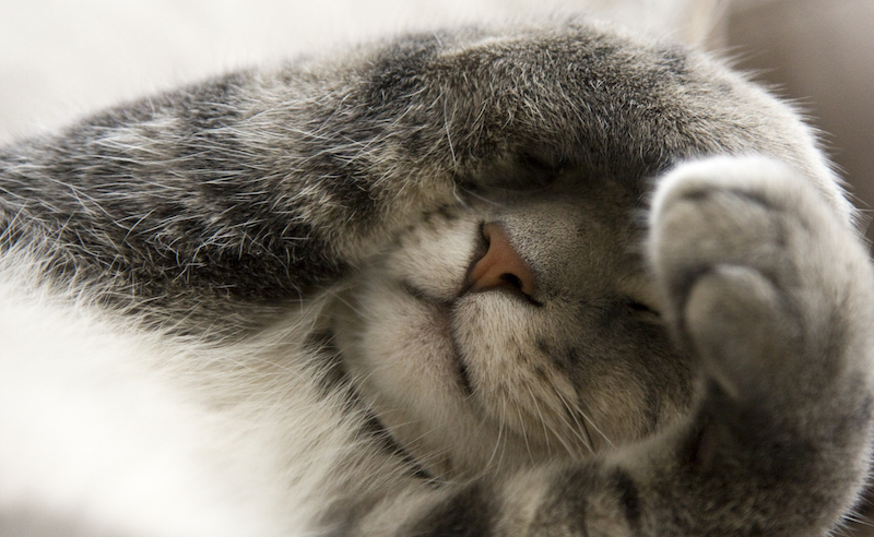 shy cat with paws covering eyes